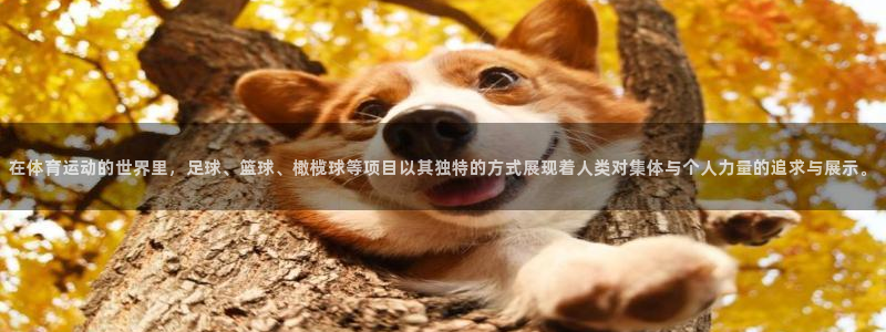 熊猫体育官方网站